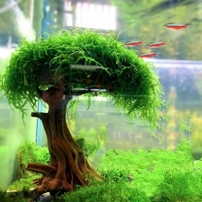 Декор для аквариума Коряга, натуральное дерево Бонсай с зеленью для  аквариума (ID#1931193102), цена: 2700 ₴, купить на Prom.ua