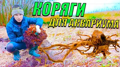 Коряга в аквариуме — ответы на вопросы | Анастасия Косова | Дзен