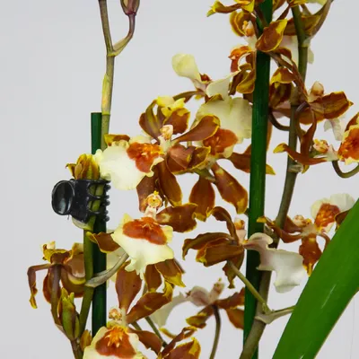 Коричневая орхидея фото