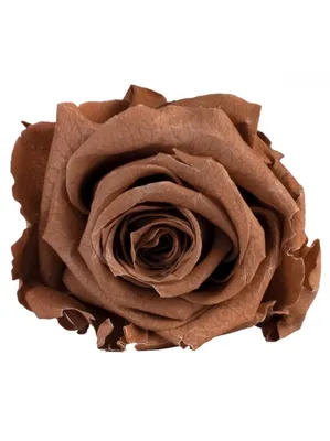 Подарок родителям - коричневая живая вечная роза. Купить в Нижнем Новгороде