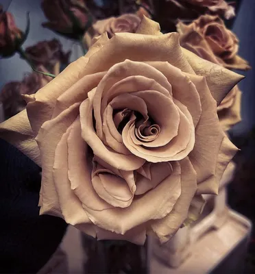 Розы коричневого цвета - 72 фото