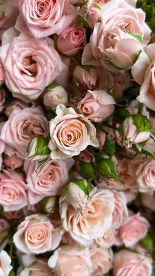 Классические розы Шиммер - купить в Москве | Flowerna
