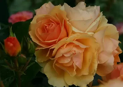 Роза цвета кофе | ДАЧНАЯ ПОРА | Дзен
