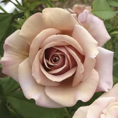 Букет из 51 розы «Кремовые розы Талея» 60 см, артикул: 333027406, с  доставкой в город Москва (внутри МКАД)