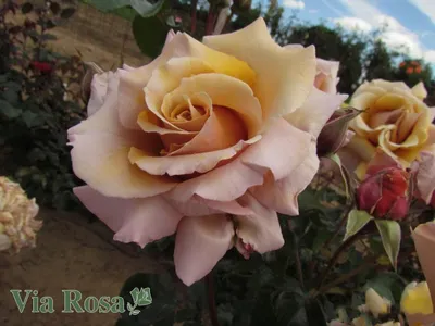 Кофейная роза Джулия | Журнал Розмари | Дзен