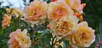 Rose, Flower | Счастливые картинки, Цветы, Картинки