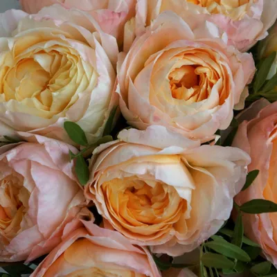 Букет из 51 местной белой розы | купить 51 белую розу