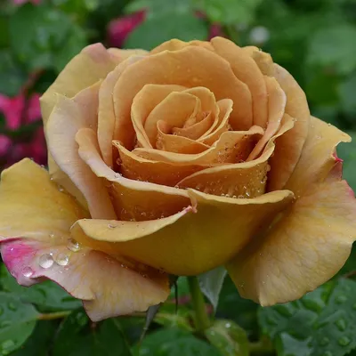 Коричневые розы сорта (76 фото) »