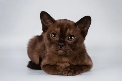 Коричневая кошка скачет по дереву, фото