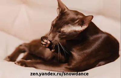 Фотография коричневой кошки, сохраненная в высоком разрешении