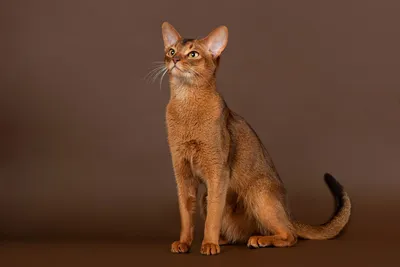 Фото коричневой кошки с милым выражением лица