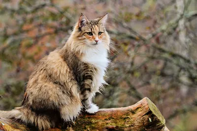 Фотография коричневой кошки с ярким обоим