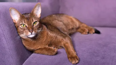 Изображение коричневой кошки, фотография