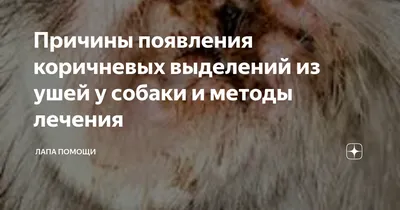 Коричневые выделения в ушах у собаки фото фотографии