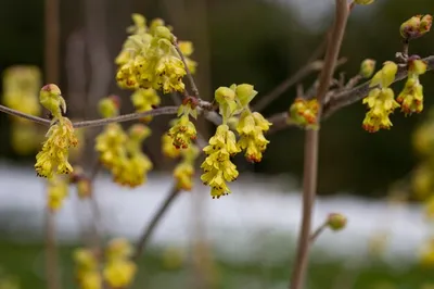 Популярные фото Корилопсис для скачивания