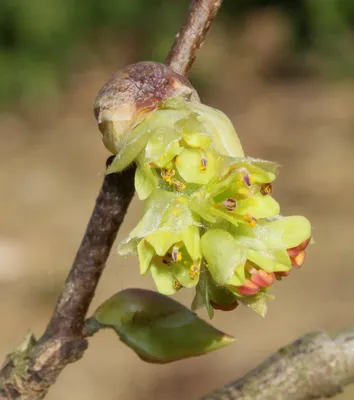 Фото Корилопсис в хорошем качестве для интернет-страниц