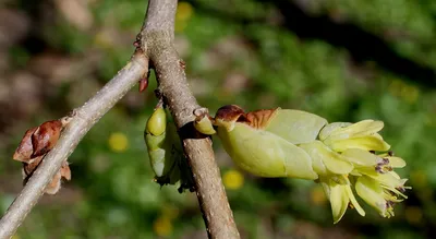 Яркие фото Корилопсис с прозрачным фоном в формате png