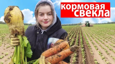 Семена кормовой свеклы(Свекла кормовая Центаур Поли) - купить семена овощей  по самой доступной цене с доставкой по всей Украине - Агромагазин “Фазенда”