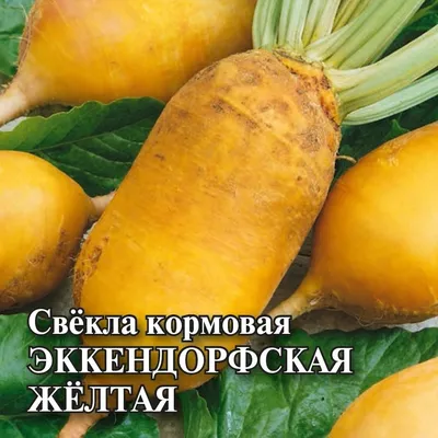 Свёкла — Википедия