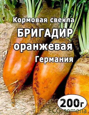 Maxi Свекла кормовая \"Урсус Поли\"