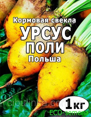 Семена кормовой свеклы Еккендорфський желтый, 20 г купить 〛по выгодной цене  в Киеве и Украине | Фото | Отзывы