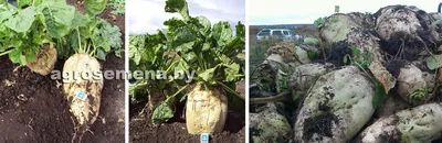 Семена кормовой свеклы сорт Лада - дражированные семена в пакете 1000 шт ~  27 гр семян