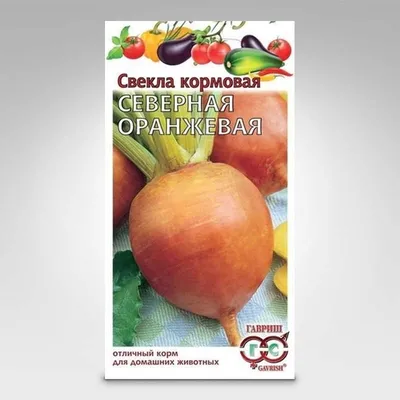 Полезная красная свёкла | Советы дачника и цветовода | Дзен