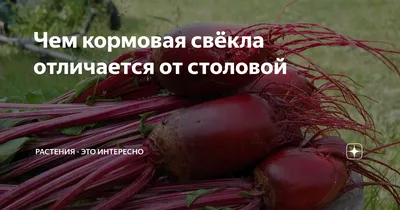 Свёкла полусахарная Урсус Поли (Ursus Poly)