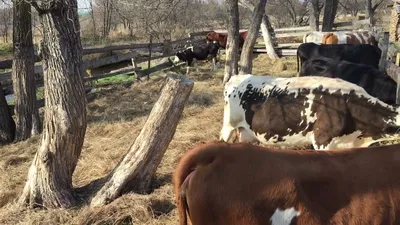 Как сделать загон и удобные кормушки для коров. Все размеры. - YouTube
