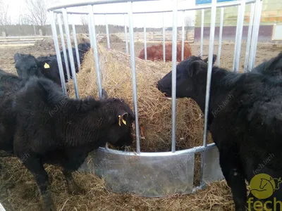 Коровы Гольштейна питаясь от кормушки Стоковое Изображение - изображение  насчитывающей мальчиков, корма: 147253845