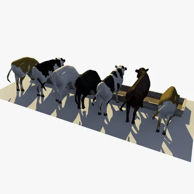 коровы стоят возле кормушки и едят сток-видео - Видео насчитывающей еда,  поголовье: 225257477