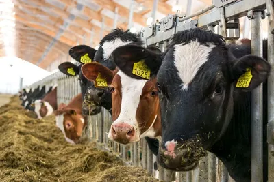 Анимация группы из 7 коров, которые едят из кормушки 3D Модель $14 - .c4d  .dae .fbx - Free3D