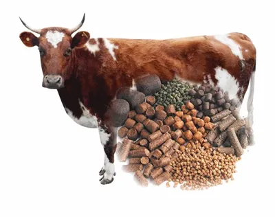 Фураж для коров от поля до кормушки — АгроXXI