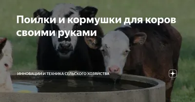 В Самарской области супруге мобилизованного привезли дрова и помогли  установить кормушки для коров - KP.RU