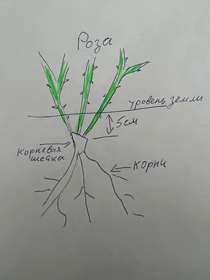 Корневая шейка розы фото