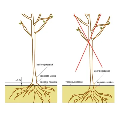 Корневая шейка. Что это? И где она должна быть? - Зеленый сад
