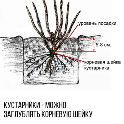 Что такое корневая шейка? Правила посадки — Питомник Летний сад