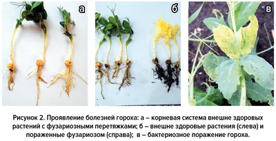 Фузариозная корневая гниль - Bayer Crop Science