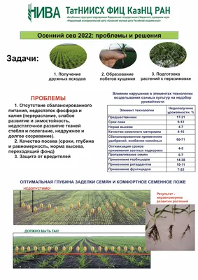 Корневые и прикорневые гнили пшеницы: где правда? | ГлавАгроном | Дзен