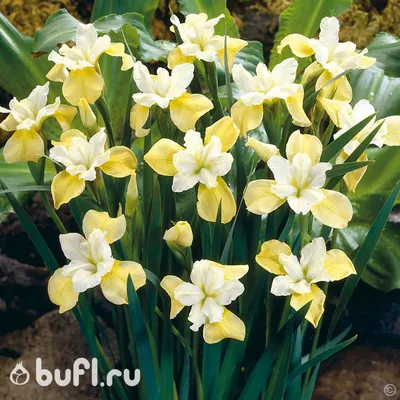 Купить корень ириса Butter and Sugar в интернет-магазине bufl.ru