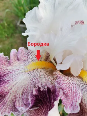 Ирис бородатый Имотэлити, Ирис бородатый Имотэлити в интернет-магазине  недорого, Ирис бородатый Имотэлити в Калуге Ирисы Интернет магазин Садовая  лавка, товары для садоводов