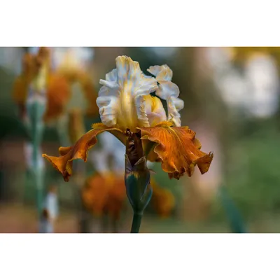 AromAltai - ИРИС ФИОЛЕТОВЫЙ, ИЛИ КАСАТИК❤ . Любимый цветок японских садов .  Но самое ценное находится под землей. Корни ириса - излюбленный и буквально  драгоценный парфюмерный ингредиент. Обладает не только изысканным фиалковым