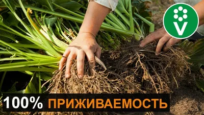 Пересадка ирисов на новое место, после цветения – сроки и правила - Форум  Все сорта