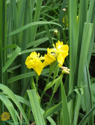 Корни ириса — Купить оптом и в розницу от производителя [от 2000 рублей] |  Center-flowers