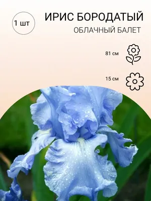 Пересаживаем ирисы | Be in Garden