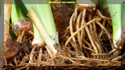 Ирис — описание, фото, выращивание и уход