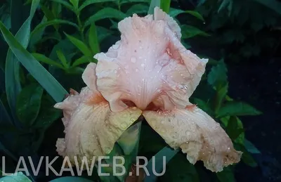 Корни Ирис бородатый Суперстишн - купить по низкой цене с доставкой