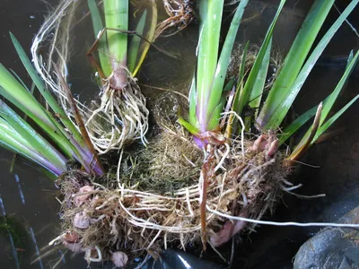 Фиолетовый цветок Wanghin Iris. Reticulata Iris с мячом и корни  изолированные на белом фоне Стоковое Фото - изображение насчитывающей  виноградина, много: 207668962