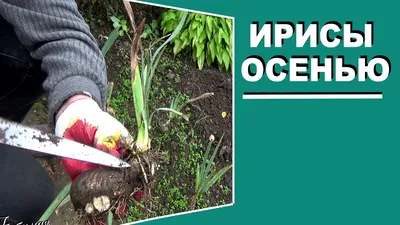 Ирис сибирский Сан Грувз корни недорого с доставкой по России