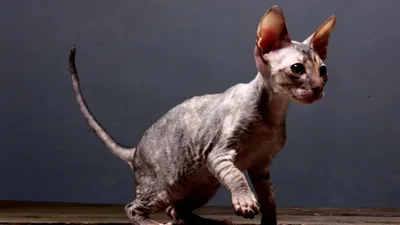 Корниш-рекс: фото и описание породы кошек (характер, уход и кормление)